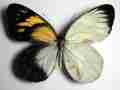 Delias diaphana sakagutti (gynandromorph) (Internet Image property of respective owner, non-commercial use only)